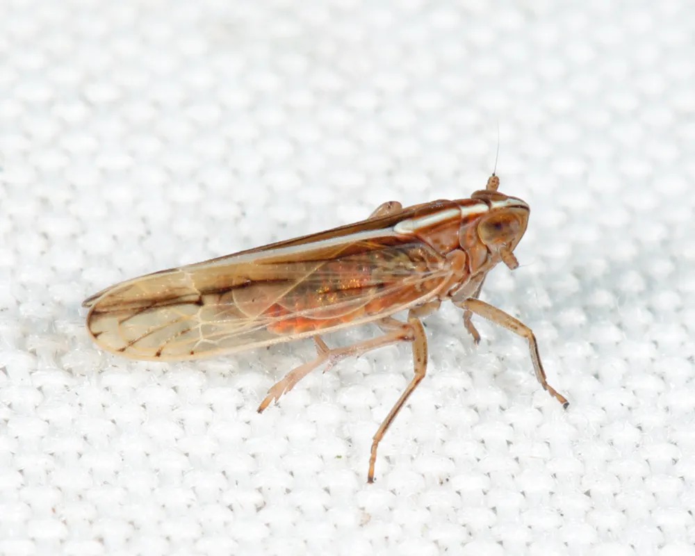 Stenocranus dorsalis - photo 2