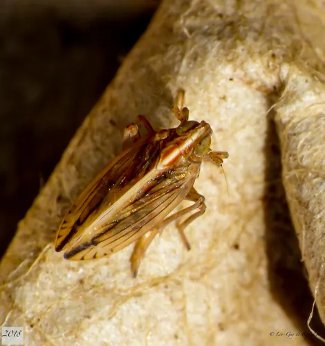 Stenocranus felti - Stenocranus felti