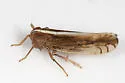 Stenocranus lautus