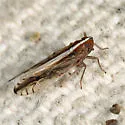 Stenocranus lautus - photo 2