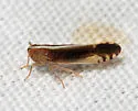 Stenocranus lautus - photo 3