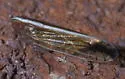 Stenocranus lautus - photo 4