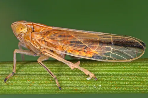 Stenocranus major