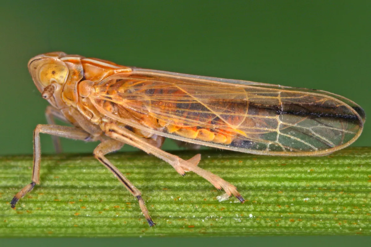 Stenocranus major - photo 3