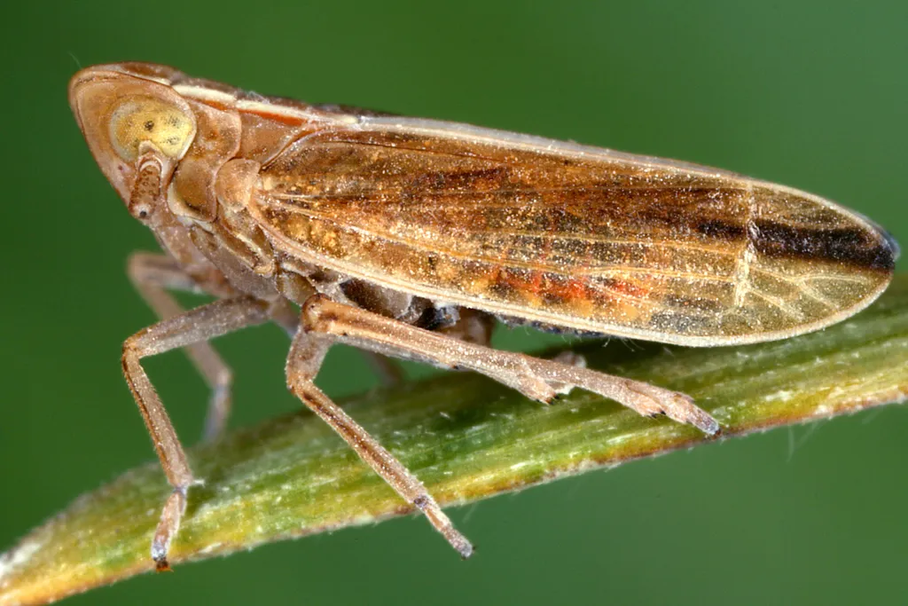 Stenocranus minutus - photo 2