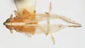 Stenocranus ramosus - photo 2