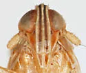 Stenocranus ramosus - photo 3