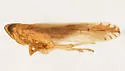 Stenocranus ramosus - photo 4