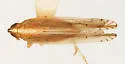 Stenocranus ramosus - photo 5