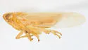 Stenocranus sandersoni