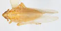 Stenocranus sandersoni - photo 2