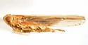 Stenocranus sandersoni - photo 3