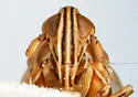 Stenocranus sandersoni - photo 4
