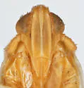 Stenocranus sandersoni - photo 5