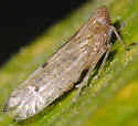 Stenocranus similis