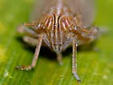 Stenocranus similis - photo 2