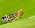 Stenocranus similis - photo 3