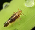 Stenocranus similis - photo 4