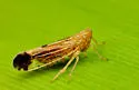 Stenocranus similis - photo 5