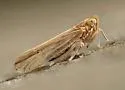 Stenocranus unipunctatus - Stenocranus unipunctatus