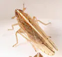 Stenocranus unipunctatus - photo 2