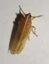 Stenocranus unipunctatus - photo 3