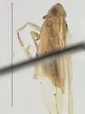 Stenocranus unipunctatus - photo 4