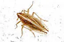 Stenocranus unipunctatus - photo 5