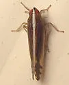 Stenocranus vittatus