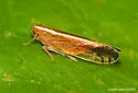 Stenocranus vittatus - photo 4