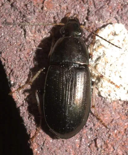 Stenocrepis cuprea - photo 3