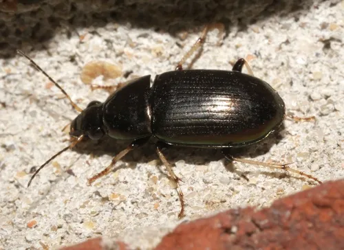 Stenocrepis cuprea - photo 4