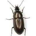 Stenocrepis duodecimstriata