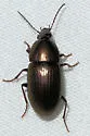Stenocrepis duodecimstriata - photo 2