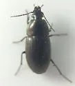 Stenocrepis duodecimstriata - photo 3