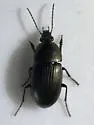 Stenocrepis duodecimstriata - photo 4