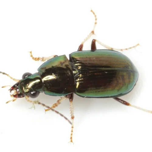 Stenocrepis tibialis