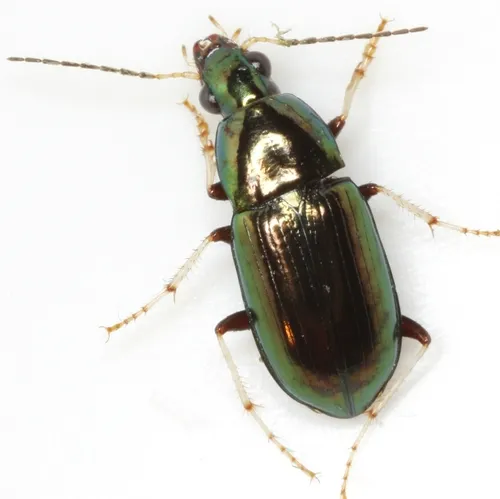 Stenocrepis tibialis - photo 2