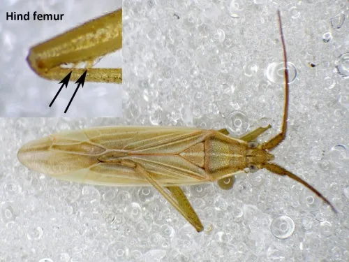 Stenodema calcarata