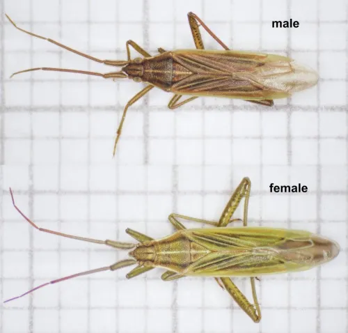 Stenodema calcarata - photo 2