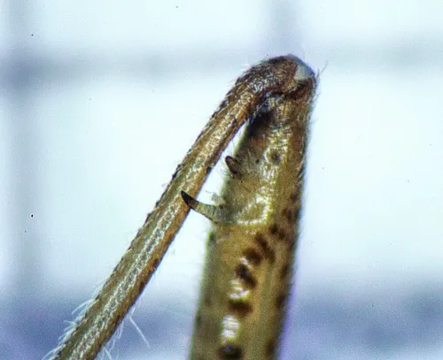 Stenodema calcarata - photo 3