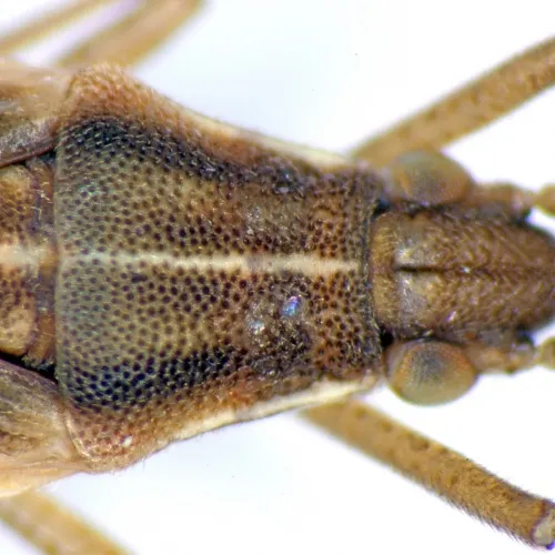 Stenodema calcarata - photo 4