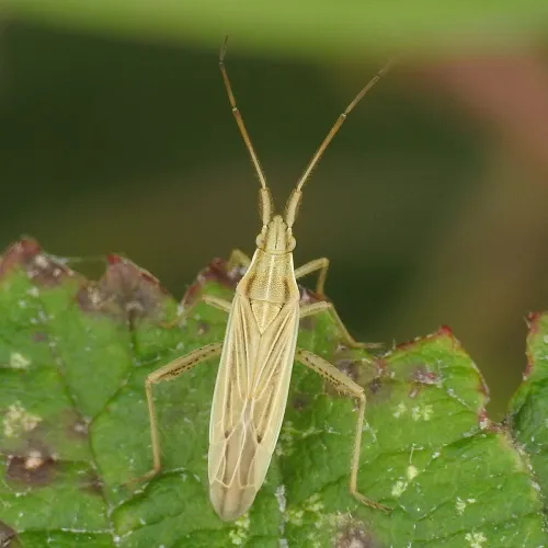 Stenodema calcarata - photo 5