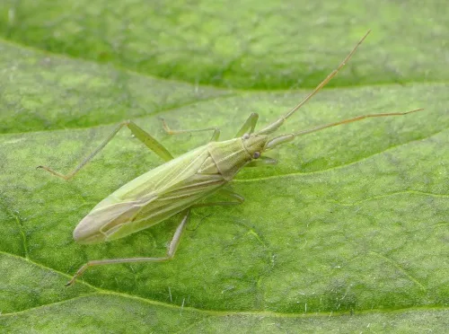 Stenodema calcarata - photo 6