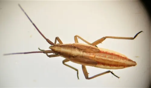 Stenodema calcarata - photo 7