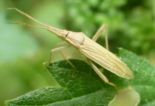 Stenodema calcarata - photo 8