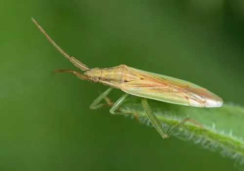 Stenodema laevigata