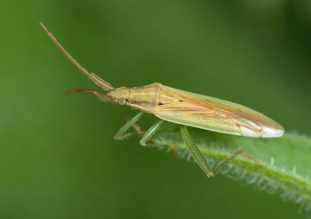 Stenodema laevigata - photo 2
