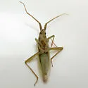 Stenodema pilosa