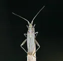 Stenodema pilosa - photo 2